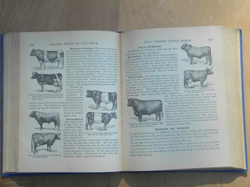 photo of antique Practical Farming and Gardening, 1902 livestock/fruit trees etc. #3