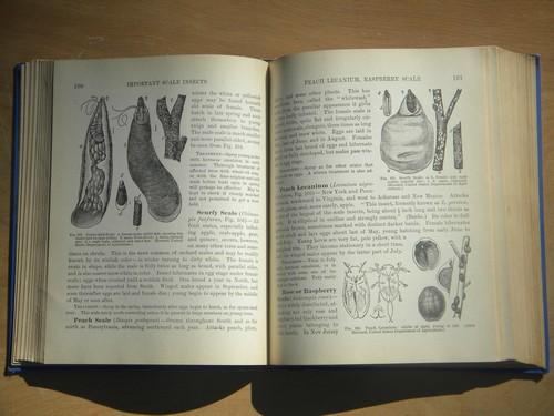 photo of antique Practical Farming and Gardening, 1902 livestock/fruit trees etc. #4