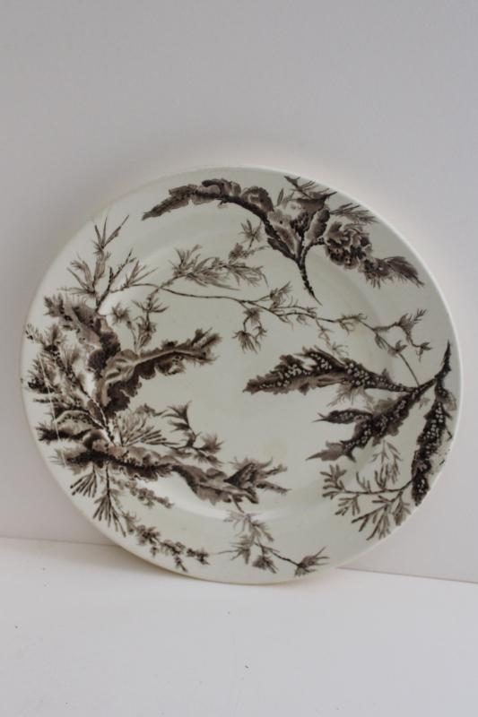 photo of antique Wedgwood ironstone china plate seaweed aesthetic brown transferware #1