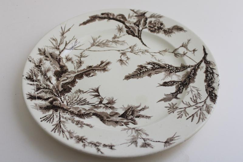 photo of antique Wedgwood ironstone china plate seaweed aesthetic brown transferware #2