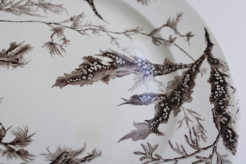 photo of antique Wedgwood ironstone china plate seaweed aesthetic brown transferware #4