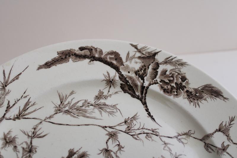 photo of antique Wedgwood ironstone china plate seaweed aesthetic brown transferware #5