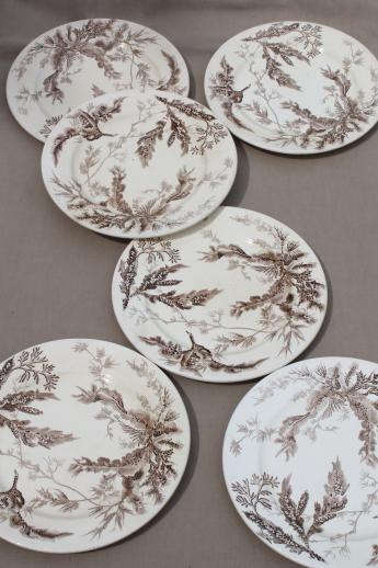 photo of antique Wedgwood seaweed brown transferware china, aesthetic vintage natural history print plates #1