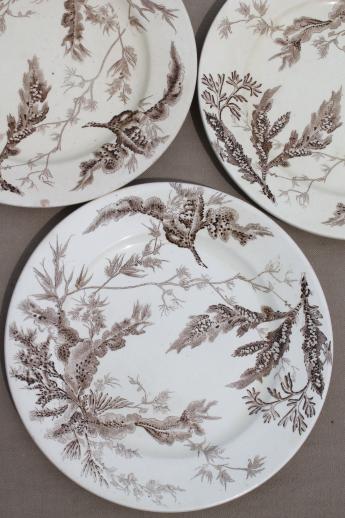 photo of antique Wedgwood seaweed brown transferware china, aesthetic vintage natural history print plates #3