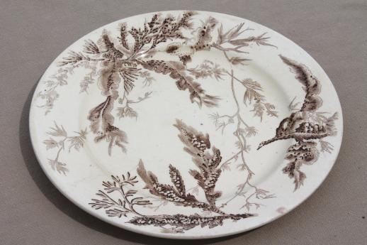 photo of antique Wedgwood seaweed brown transferware china, aesthetic vintage natural history print plates #4