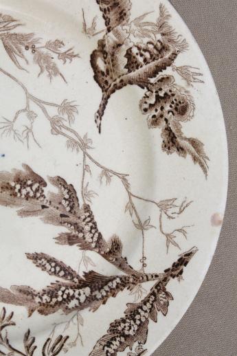 photo of antique Wedgwood seaweed brown transferware china, aesthetic vintage natural history print plates #5