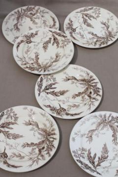 catalog photo of antique Wedgwood seaweed brown transferware china, aesthetic vintage natural history print plates
