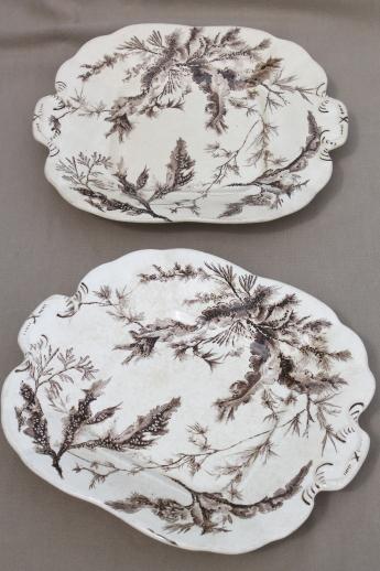 photo of antique Wedgwood seaweed brown transferware china, aesthetic vintage natural history print serving dishes #1