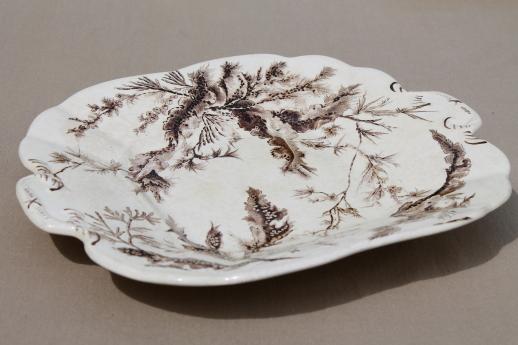 photo of antique Wedgwood seaweed brown transferware china, aesthetic vintage natural history print serving dishes #3