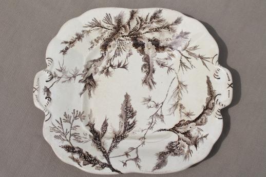 photo of antique Wedgwood seaweed brown transferware china, aesthetic vintage natural history print serving dishes #4