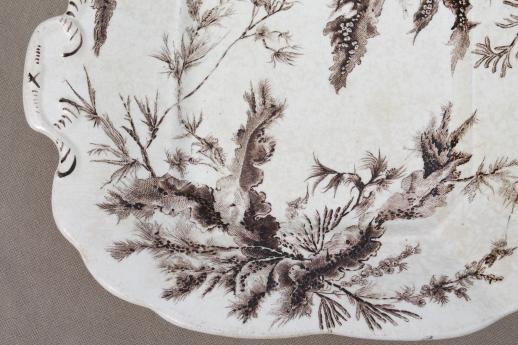 photo of antique Wedgwood seaweed brown transferware china, aesthetic vintage natural history print serving dishes #7