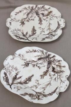 catalog photo of antique Wedgwood seaweed brown transferware china, aesthetic vintage natural history print serving dishes