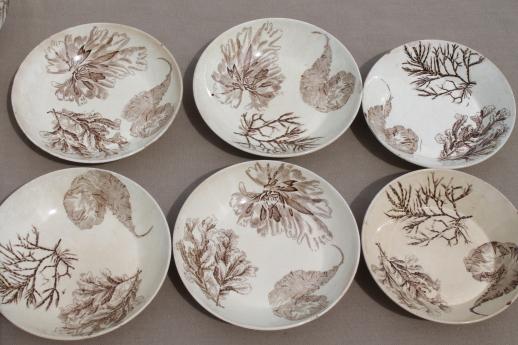 photo of antique Wedgwood seaweed brown transferware china, aesthetic vintage tea set dishes  #3