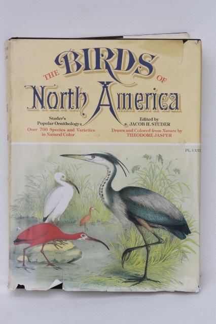 photo of antique bird prints vintage reproduction Studer's Birds of North America Theo Jasper #1