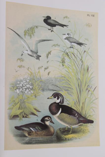 photo of antique bird prints vintage reproduction Studer's Birds of North America Theo Jasper #4