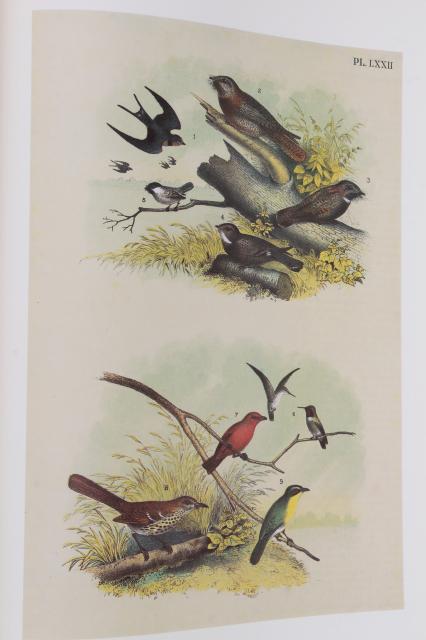 photo of antique bird prints vintage reproduction Studer's Birds of North America Theo Jasper #5
