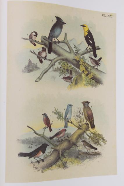 photo of antique bird prints vintage reproduction Studer's Birds of North America Theo Jasper #6
