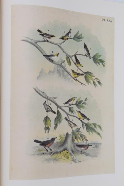 photo of antique bird prints vintage reproduction Studer's Birds of North America Theo Jasper #7