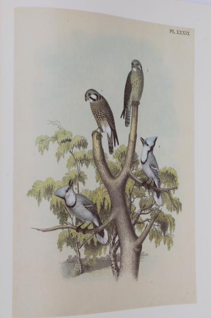 photo of antique bird prints vintage reproduction Studer's Birds of North America Theo Jasper #8