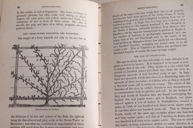 photo of antique book American Gardener's Assistant dated 1866, illustrated w/ vintage engravings #7