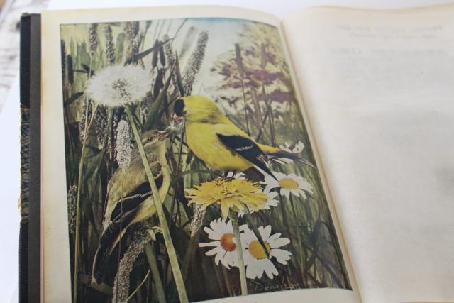 photo of antique color plates illustrated natural history books birds insects trees moss vintage 1914 #21