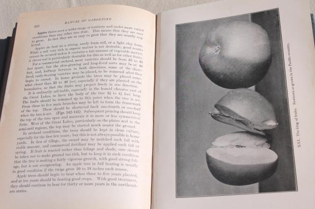 photo of antique garden book, 1910 Manual of Gardening w/ diagrams, engravings, photos #6