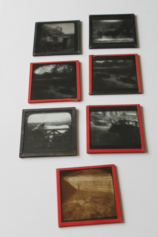 photo of antique magic lantern glass slides lot Scottish Highland cattle, vintage travel photos Scotland, cows #1