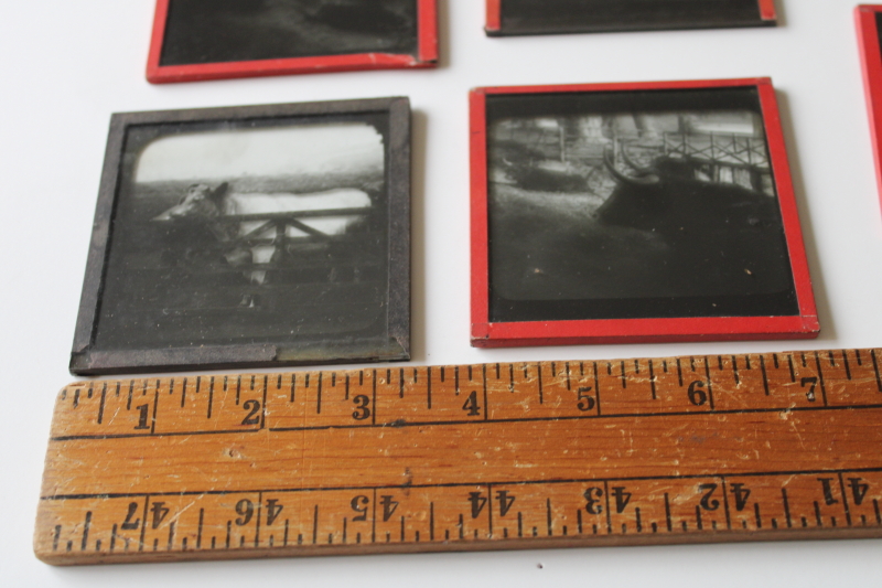 photo of antique magic lantern glass slides lot Scottish Highland cattle, vintage travel photos Scotland, cows  #2