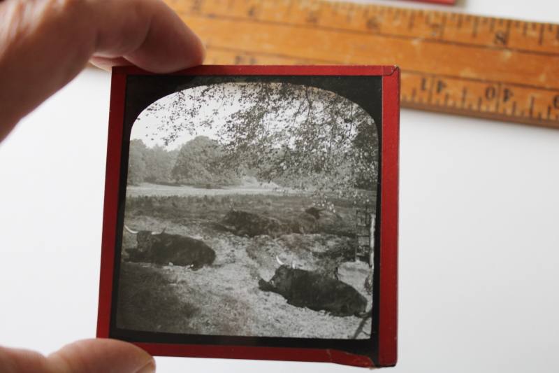 photo of antique magic lantern glass slides lot Scottish Highland cattle, vintage travel photos Scotland, cows  #3