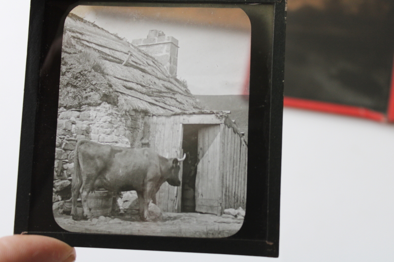 photo of antique magic lantern glass slides lot Scottish Highland cattle, vintage travel photos Scotland, cows  #4