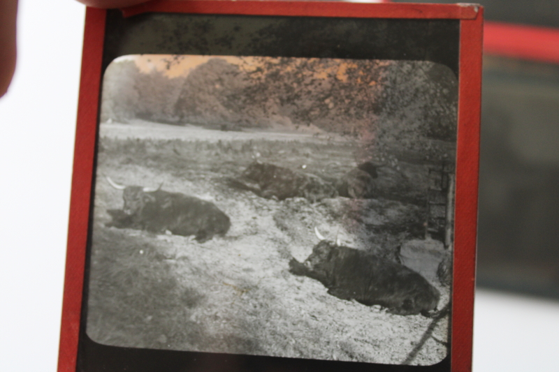 photo of antique magic lantern glass slides lot Scottish Highland cattle, vintage travel photos Scotland, cows  #5