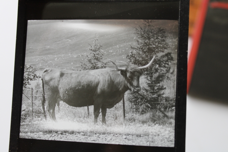 photo of antique magic lantern glass slides lot Scottish Highland cattle, vintage travel photos Scotland, cows  #6
