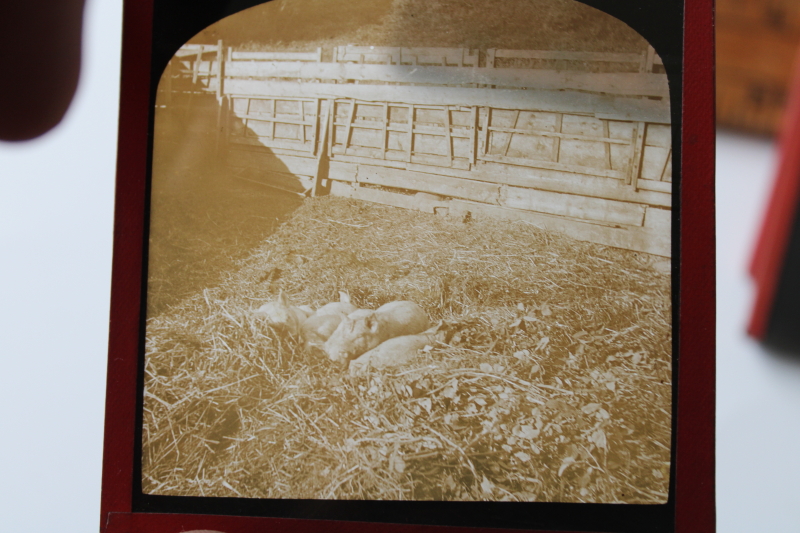 photo of antique magic lantern glass slides lot Scottish Highland cattle, vintage travel photos Scotland, cows  #7