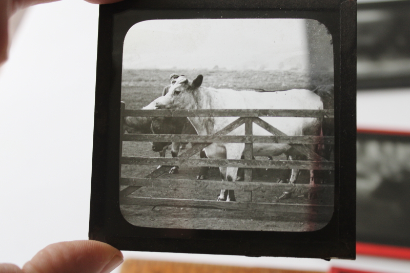 photo of antique magic lantern glass slides lot Scottish Highland cattle, vintage travel photos Scotland, cows  #8