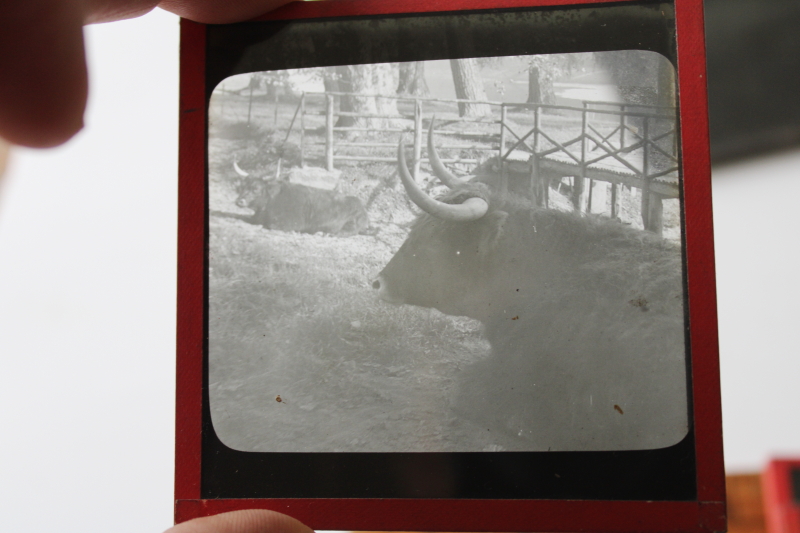 photo of antique magic lantern glass slides lot Scottish Highland cattle, vintage travel photos Scotland, cows  #9