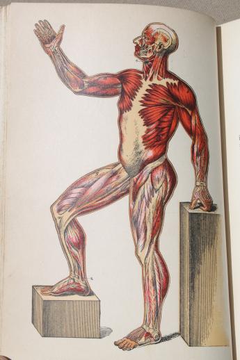 photo of antique medical book, 1880s pro-prohibition physiology text w/ color anatomy prints #7