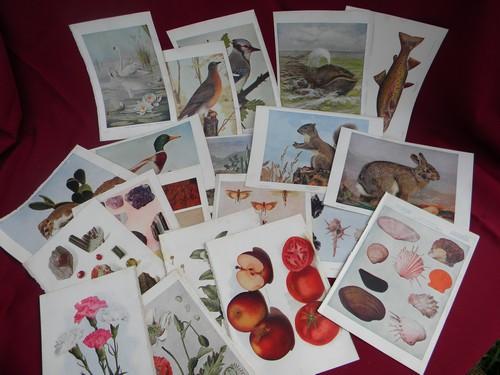 photo of antique natural history full color litho plates fruits, flowers, birds #1