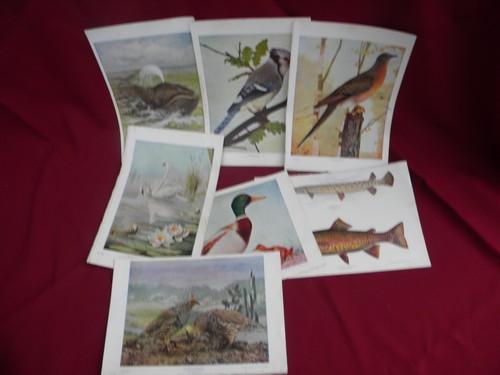 photo of antique natural history full color litho plates fruits, flowers, birds #3