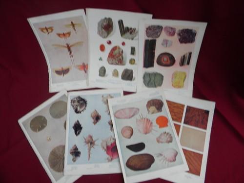 photo of antique natural history full color litho plates fruits, flowers, birds #4