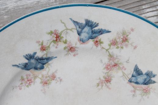 photo of antique vintage bluebird china plate, Homer Laughlin blue bird pattern #3