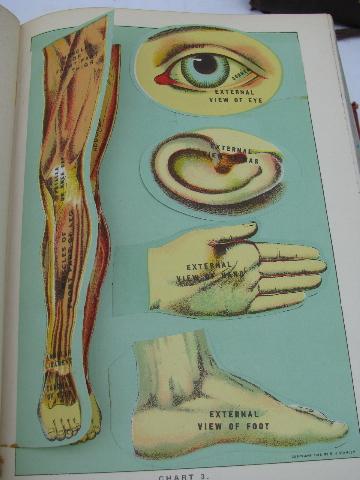 photo of antique vintage medical health books, many litho illustrations, anatomy fold-outs #4