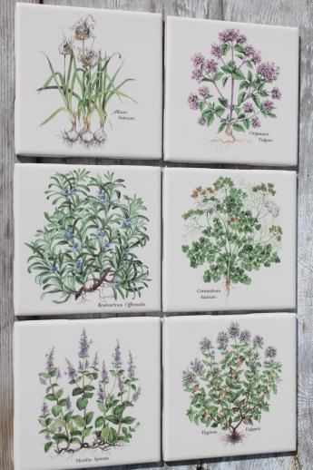 photo of ceramic kitchen tiles w/ botanical herb prints of culinary herbs #1