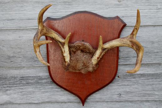 photo of collection of deer antler mounts & antlers on rustic wood boards vintage mountings #2