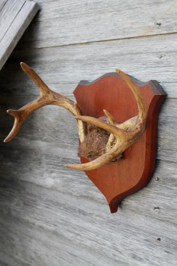 photo of collection of deer antler mounts & antlers on rustic wood boards vintage mountings #3