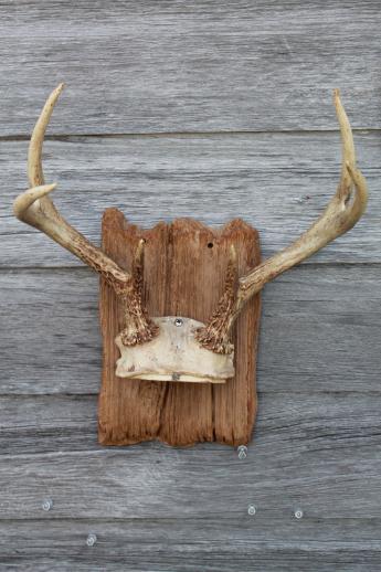 photo of collection of deer antler mounts & antlers on rustic wood boards vintage mountings #6