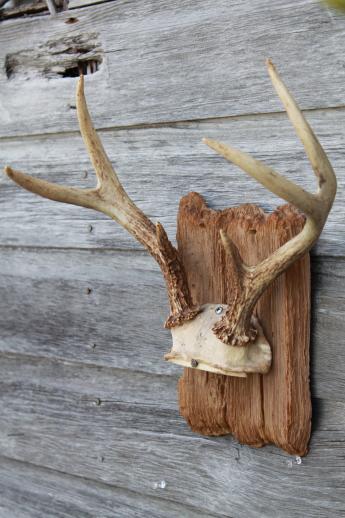 photo of collection of deer antler mounts & antlers on rustic wood boards vintage mountings #7