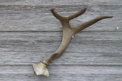 photo of collection of deer antler mounts & antlers on rustic wood boards vintage mountings #8