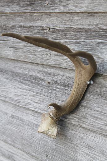 photo of collection of deer antler mounts & antlers on rustic wood boards vintage mountings #9