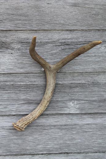 photo of collection of deer antler mounts & antlers on rustic wood boards vintage mountings #10