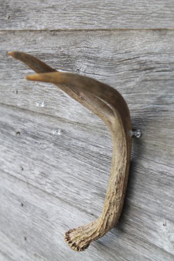 photo of collection of deer antler mounts & antlers on rustic wood boards vintage mountings #11